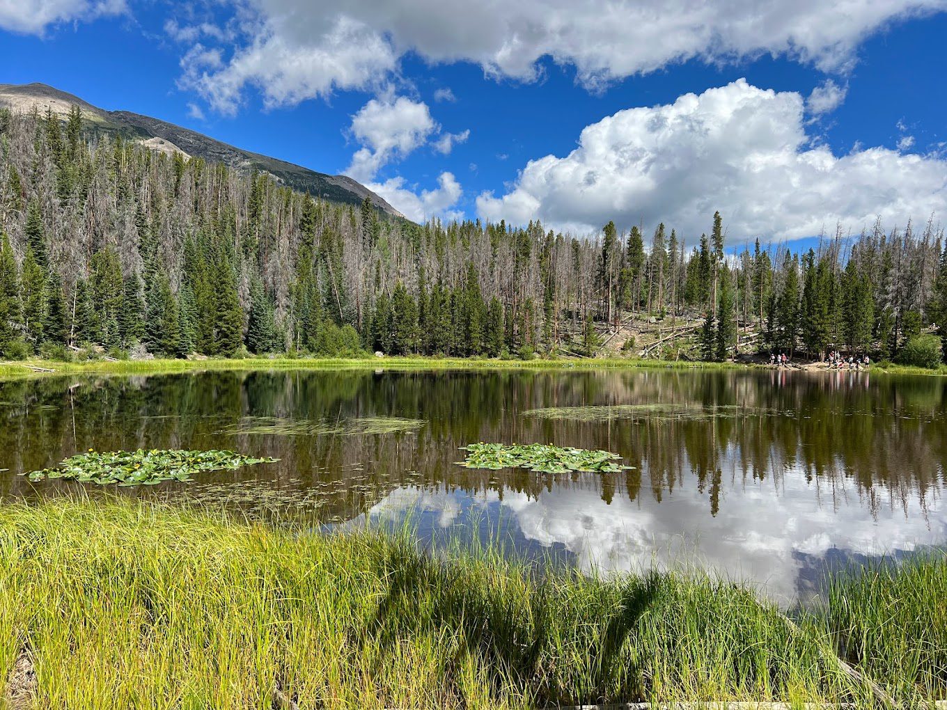 Lily Pad Lake