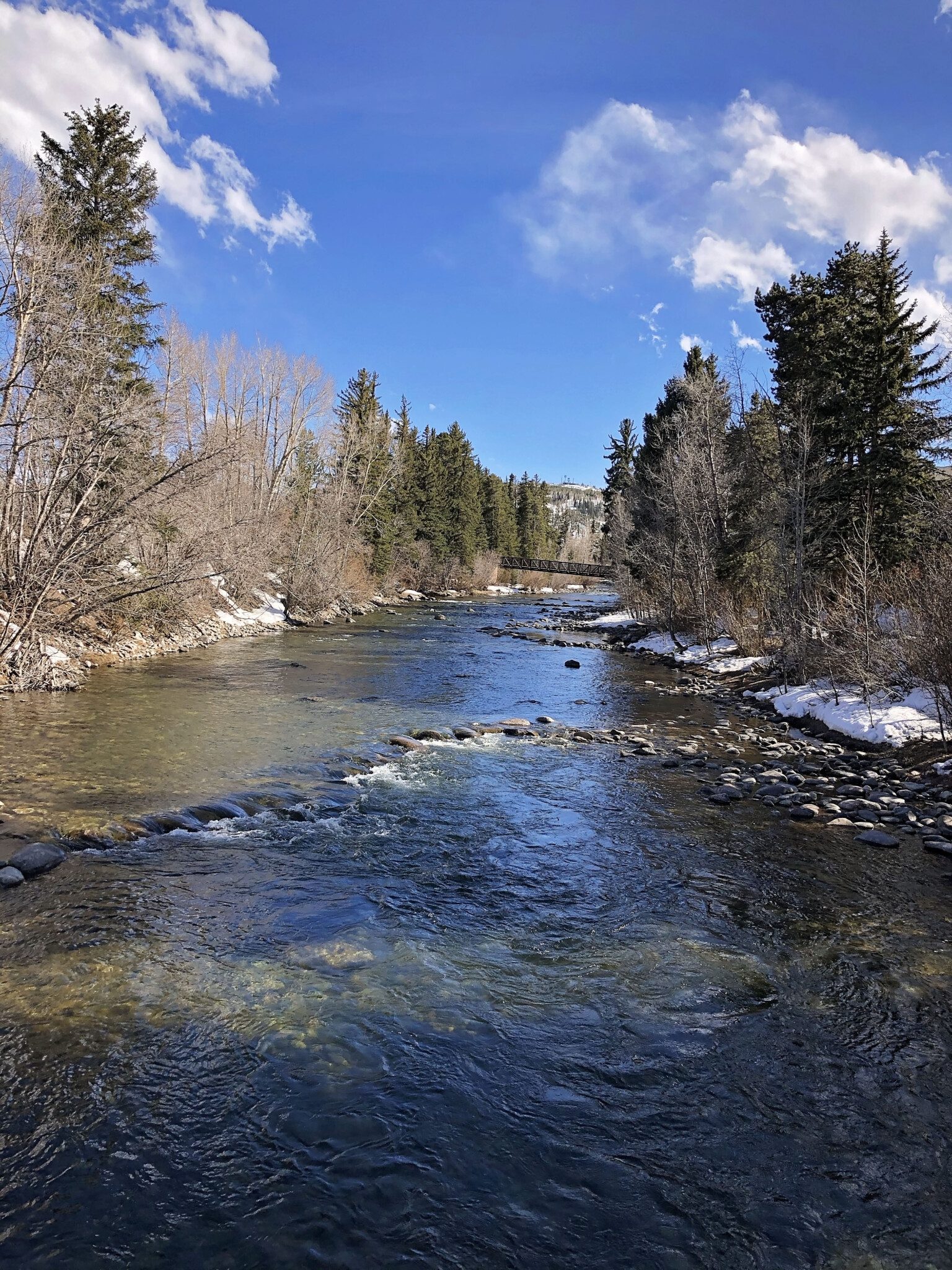Babbling Brook Trees